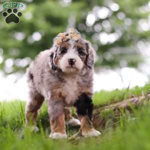Mimosa, Mini Bernedoodle Puppy